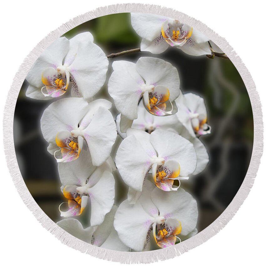 Orchid Round Beach Towel featuring the photograph White Orchids by Michael Porchik