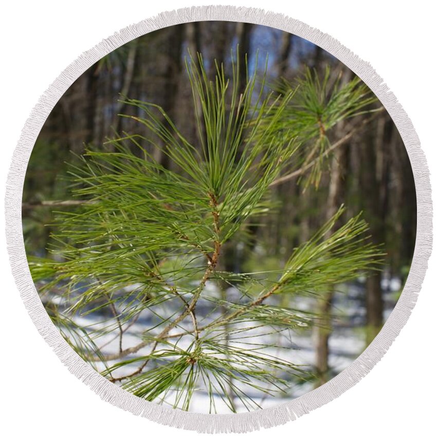 White Pine Round Beach Towel featuring the photograph White Pine 2 by Allan Morrison