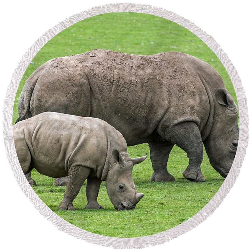 White Rhino Round Beach Towel featuring the photograph White rhino 8 by Arterra Picture Library