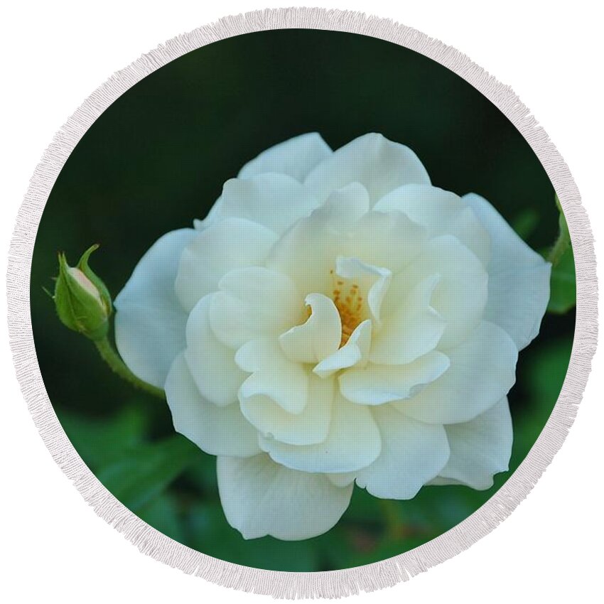 Linda Brody Round Beach Towel featuring the photograph White Rose with Two Buds by Linda Brody