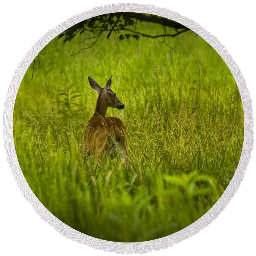 Doe Round Beach Towel featuring the photograph White Tailed Doe Deer in a Field in Cade's Cove by Randall Nyhof