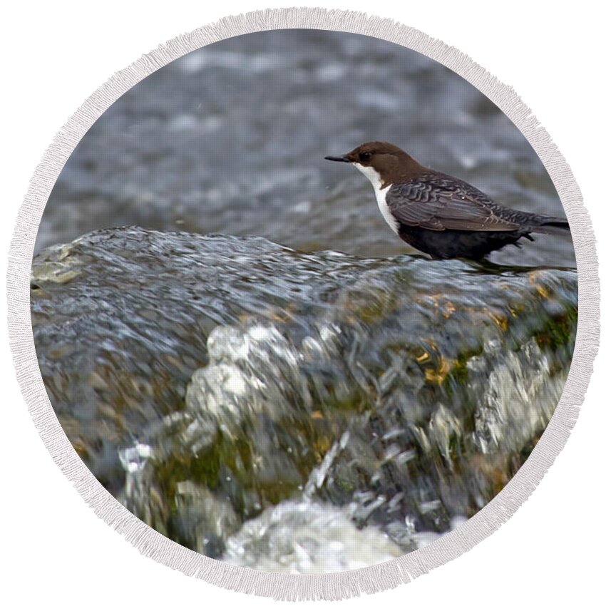 White-throated Dipper Round Beach Towel featuring the photograph White-throated Dipper by Torbjorn Swenelius