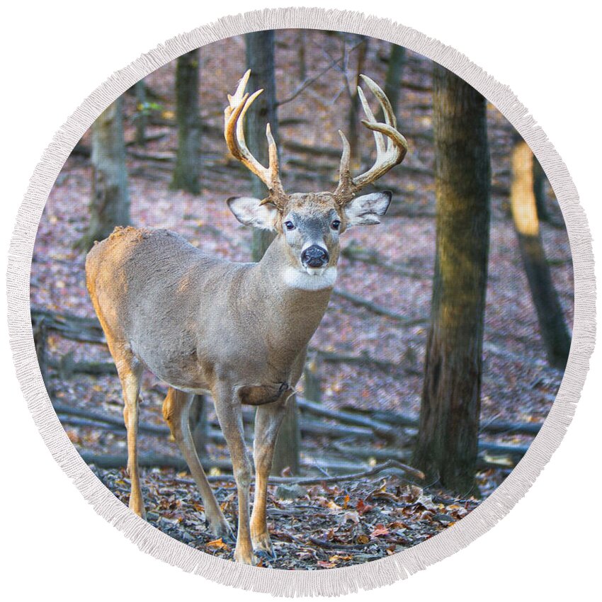 Big Game Round Beach Towel featuring the photograph Whitetail Buck by Ronald Lutz