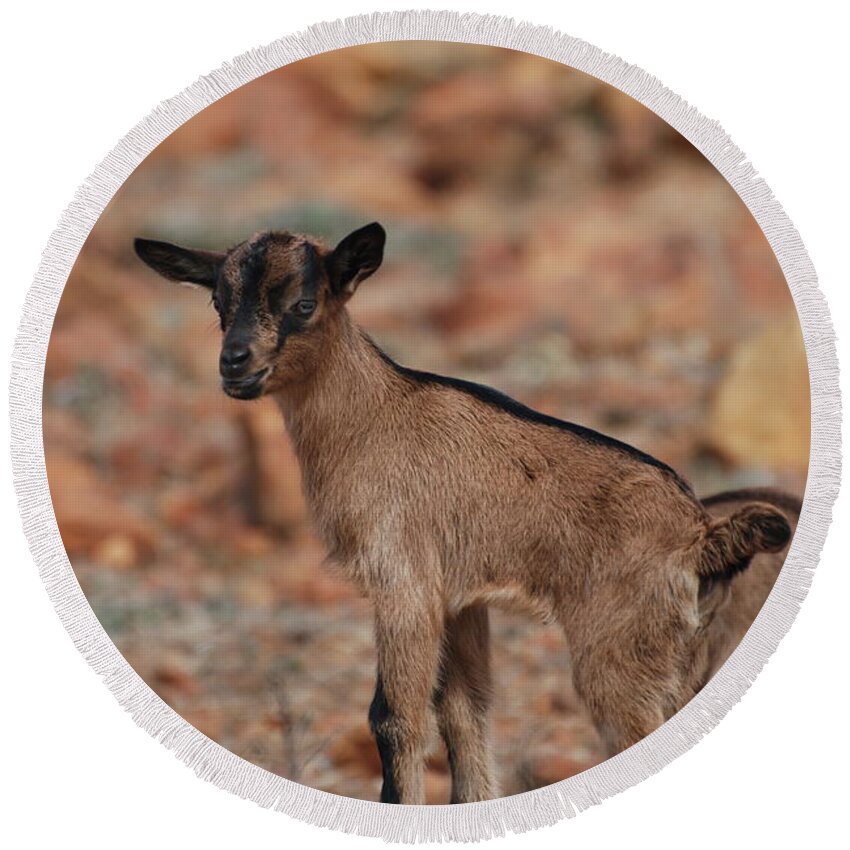 Goat Round Beach Towel featuring the photograph Wild Baby Goat by DejaVu Designs