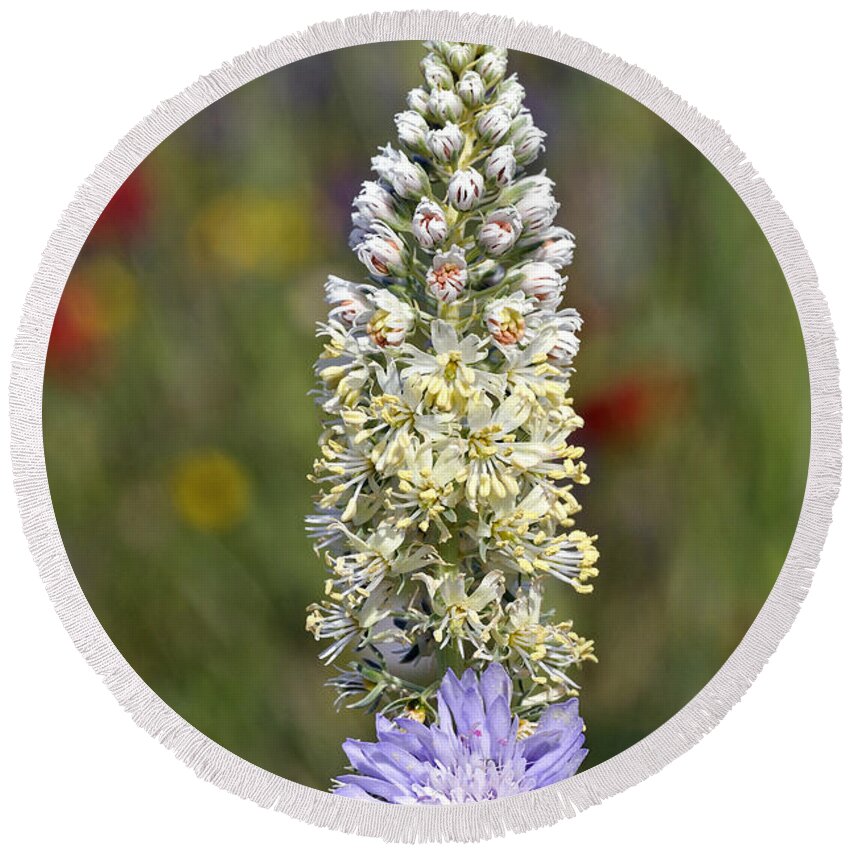 Wild Mignonette; Reseda Lutea; White; Flower; Wild; Plant; Spring; Print; Flowers; Photograph; Photography; Springtime; Season; Nature; Natural; Natural Environment; Natural World; Flora; Bloom; Blooming; Blossom; Blossoming; Color; Colour; Colorful; Colourful; Earth; Environment; Ecological; Ecology; Country; Landscape; Countryside; Scenery; Macro; Close-up; Detail; Details; Esthetic; Esthetics; Artistic; Beautiful; Beauty Round Beach Towel featuring the photograph Wild mignonette flower by George Atsametakis