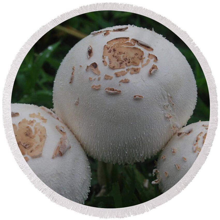 Mushrooms Round Beach Towel featuring the photograph Wild Mushrooms by Miguel Winterpacht