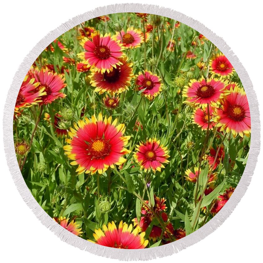 Wild Flower Round Beach Towel featuring the photograph Wild Red Daisies #4 by Robert ONeil