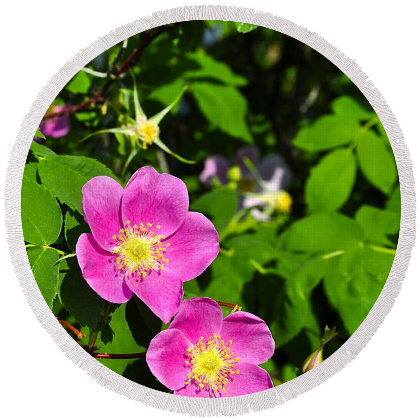 Rose Round Beach Towel featuring the photograph Wild Roses by Cathy Mahnke