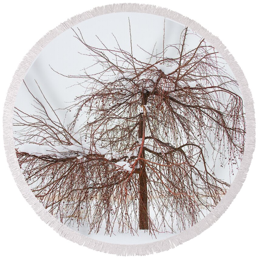 Tree Round Beach Towel featuring the photograph Wild Springtime Winter Tree by James BO Insogna