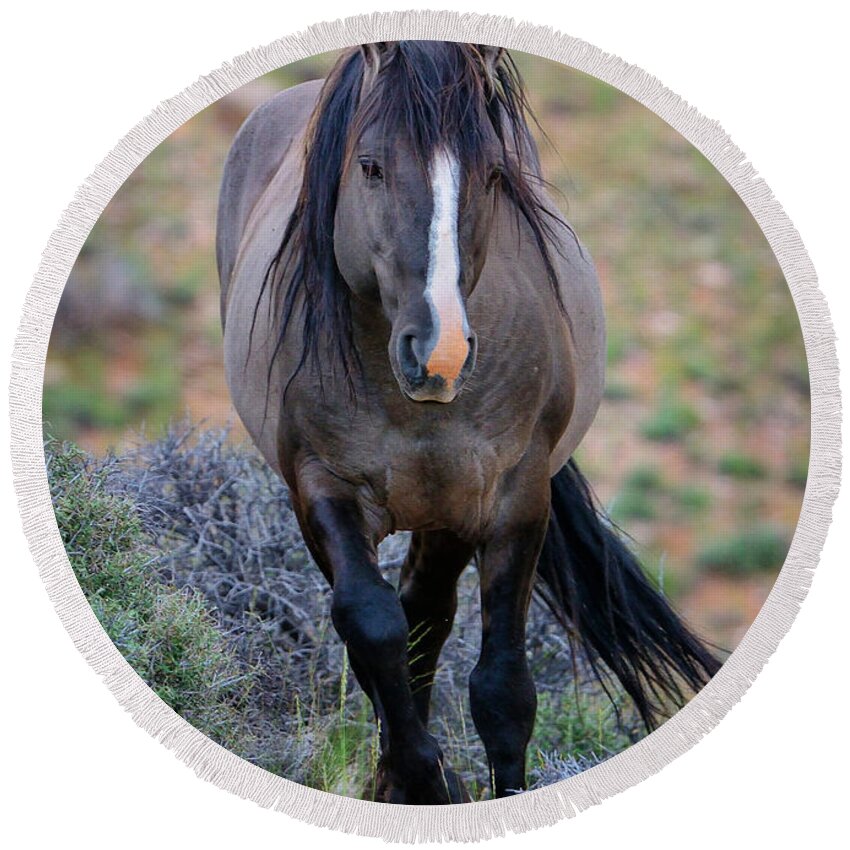 Wild Horse Round Beach Towel featuring the photograph Wild Stallion by Greg Norrell