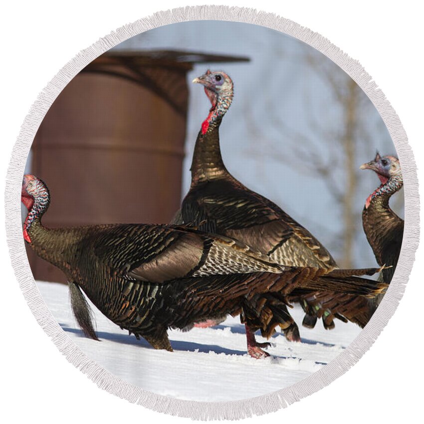 Nature Round Beach Towel featuring the photograph Wild Turkey In Snow by Linda Freshwaters Arndt