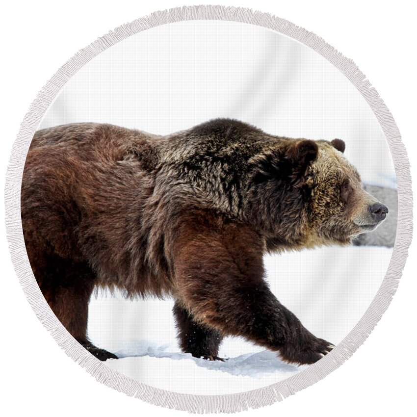 Grizzly Round Beach Towel featuring the photograph Winter Bear Walk by Athena Mckinzie