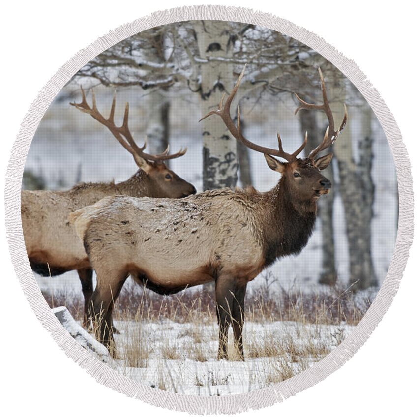 Winter Round Beach Towel featuring the photograph Winter Elk by Gary Langley
