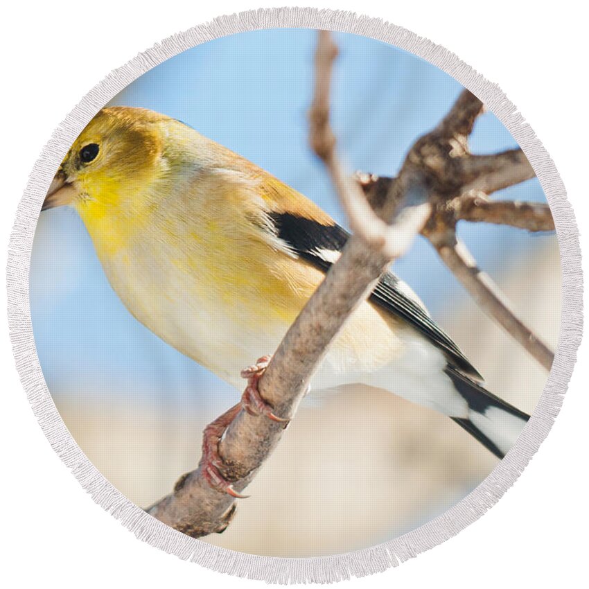Landscapes Round Beach Towel featuring the photograph Winter Finch by Cheryl Baxter