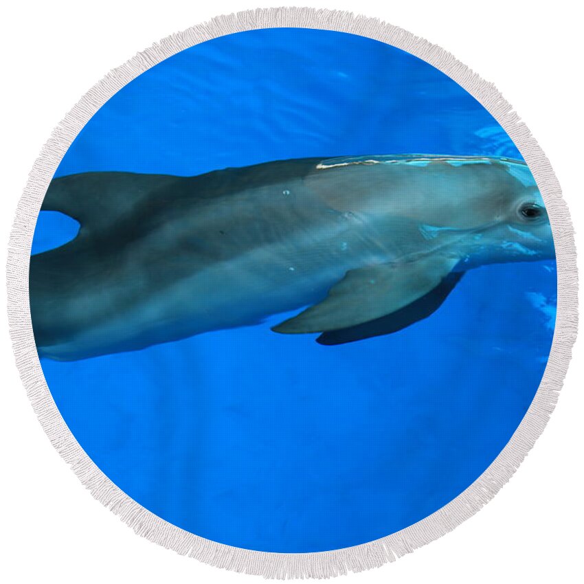 Nature Round Beach Towel featuring the photograph Winter the Dolphin by Doug McPherson