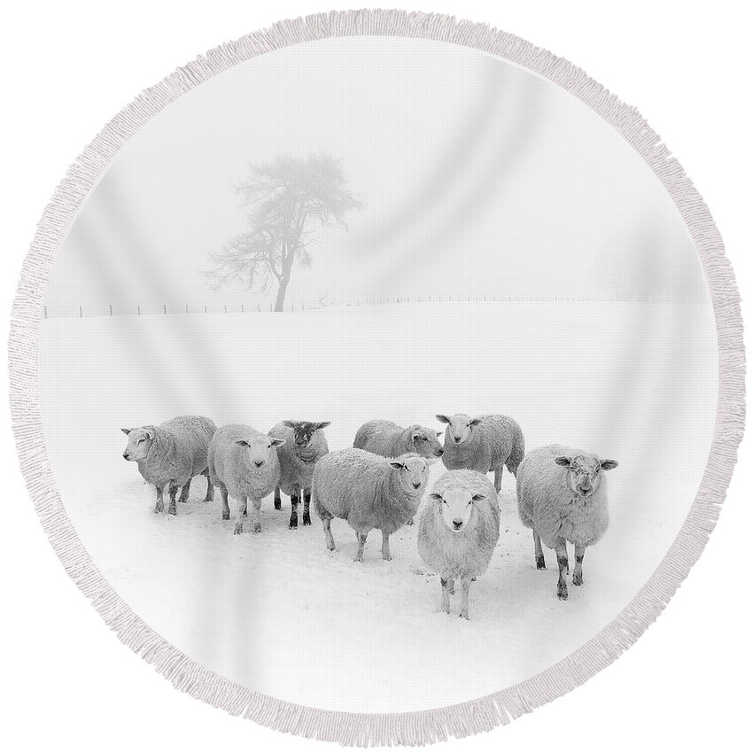 Sheep In Winter Round Beach Towel featuring the photograph Winter Woollies by Janet Burdon