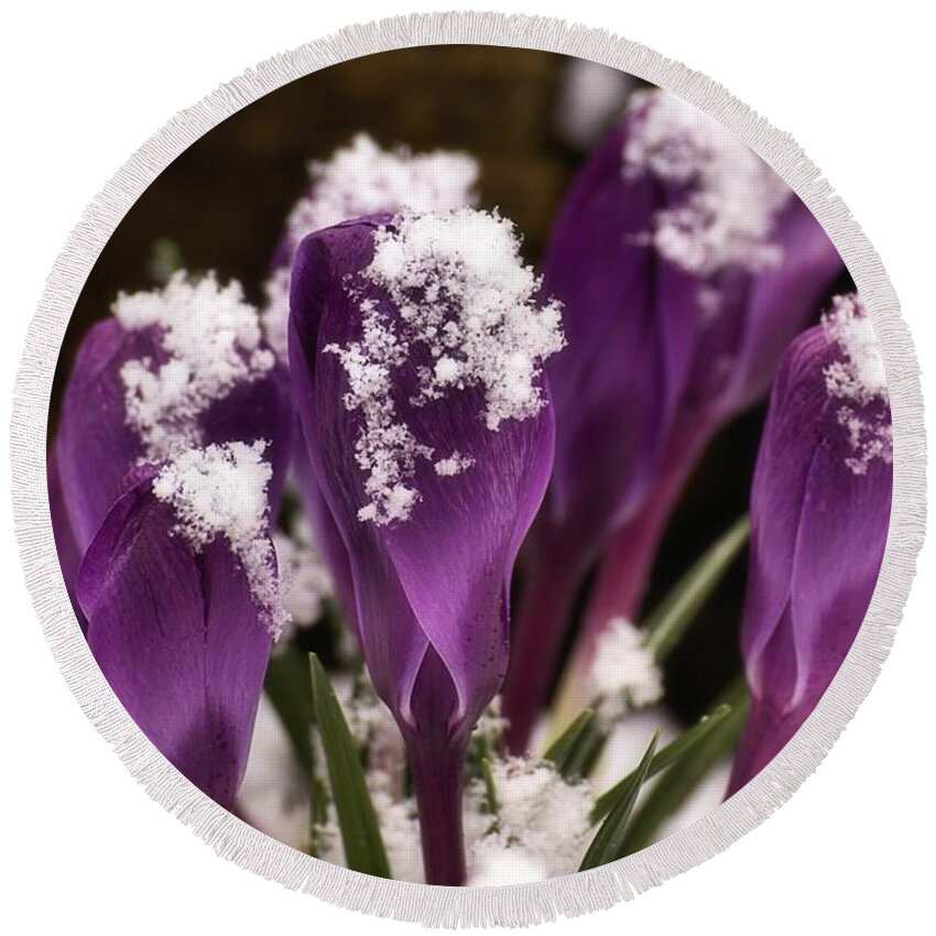 Purple Crocuses Round Beach Towel featuring the photograph Winter's Touch by Mel Hensley