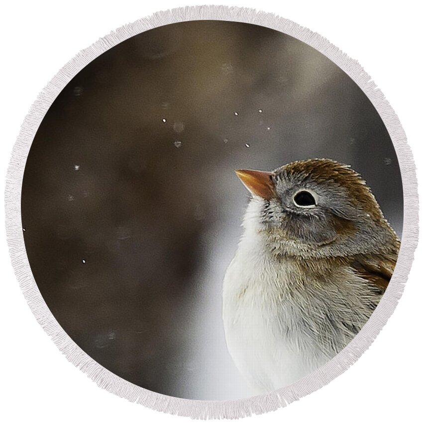 Wildlife Round Beach Towel featuring the photograph Wishing upon a Snowflake by Jan Killian