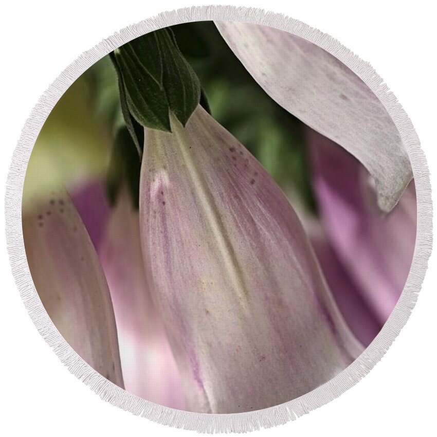 Lamiales Round Beach Towel featuring the photograph With Foxglove by Joy Watson