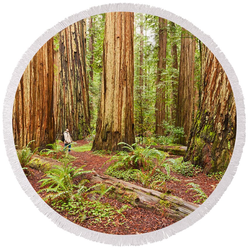Redwoods Round Beach Towel featuring the photograph Witness History - Massive giant redwoods Sequoia sempervirens in Redwood National Park. by Jamie Pham