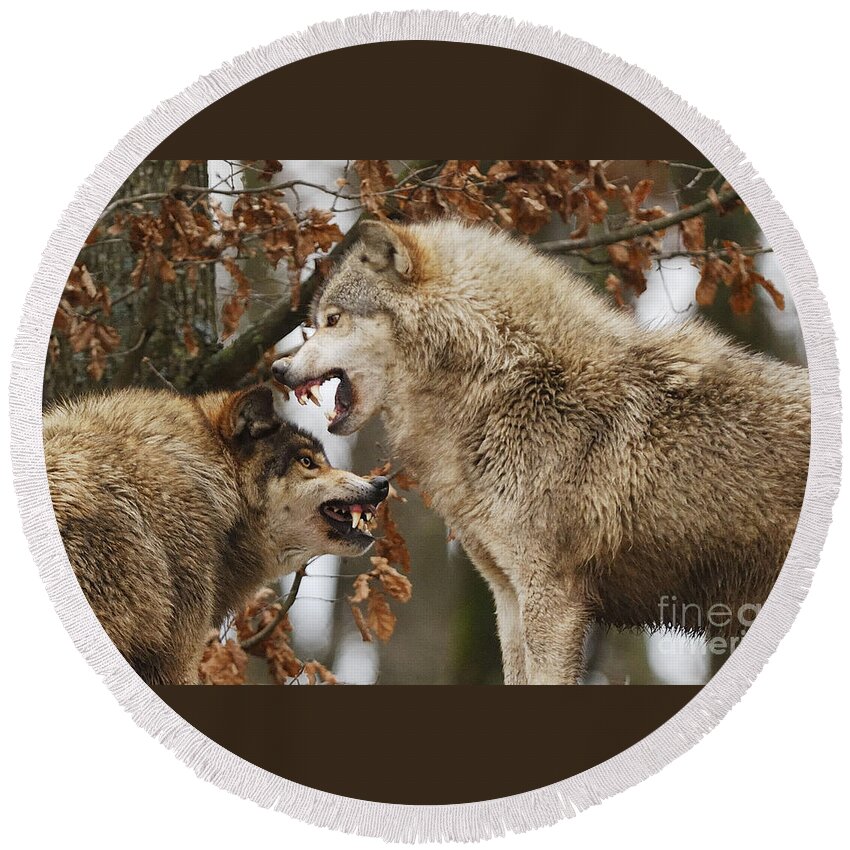 Wolf Round Beach Towel featuring the photograph Wolf Intimidation Canis Lupus Lycaon by Stefan Meyers