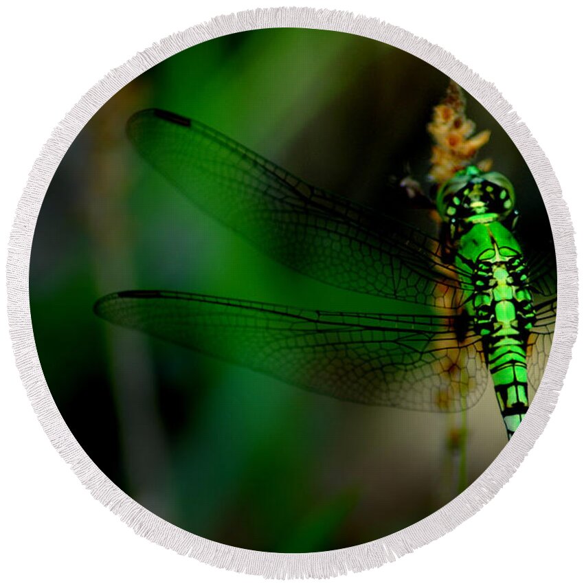 Dragonfly Round Beach Towel featuring the photograph Wonderland by David Weeks