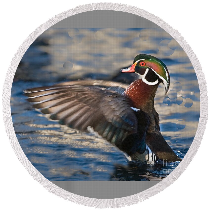 Wood Round Beach Towel featuring the photograph Wood Duck by Ronald Lutz