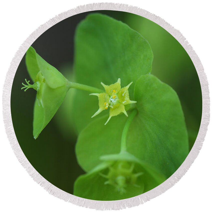 Wood Spurge Round Beach Towel featuring the photograph Wood Spurge by Daniel Reed