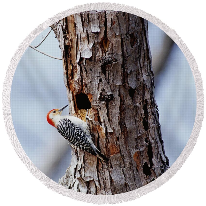 Male Round Beach Towel featuring the photograph Woodpecker And Starling Fight For Nest by Gregory G. Dimijian
