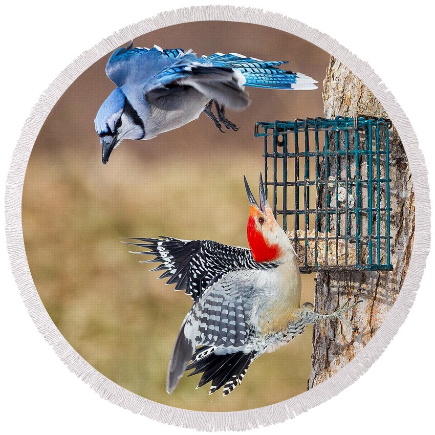 Bluejay Round Beach Towel featuring the photograph Woodpeckers And Blue Jays Square by Bill Wakeley