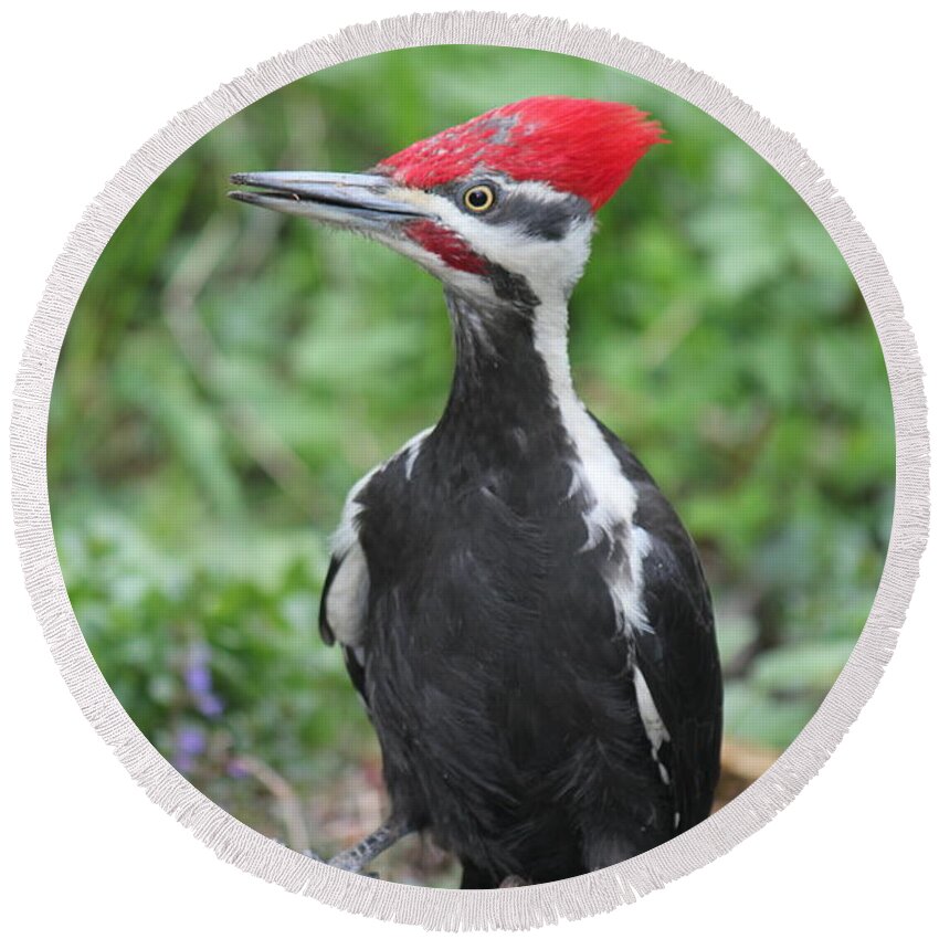 Woodpecker Round Beach Towel featuring the photograph Woody by Ruth Kamenev