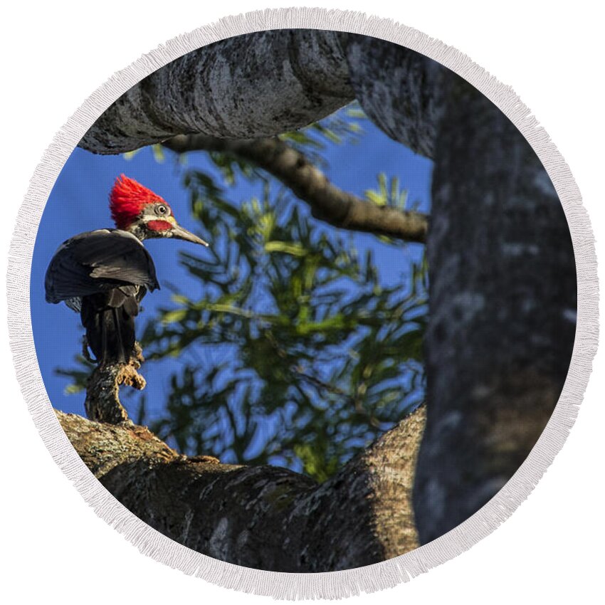 Woodpecker Round Beach Towel featuring the photograph Woody Woodpecker by David Gleeson