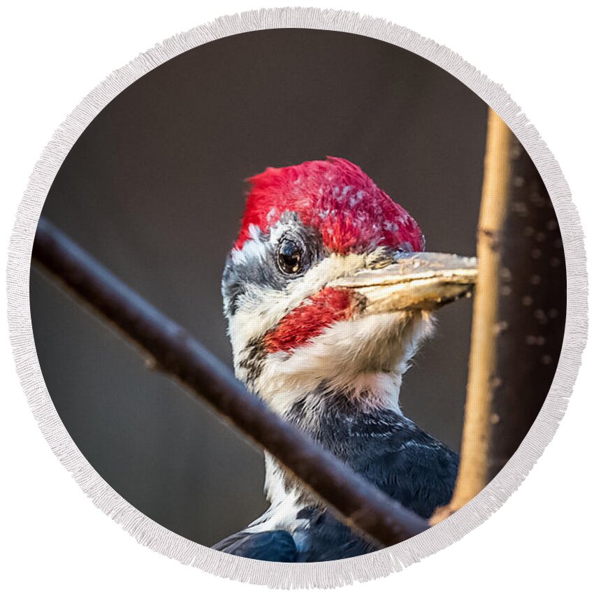 Pileated Round Beach Towel featuring the photograph Woody Woodpecker by Paul Freidlund