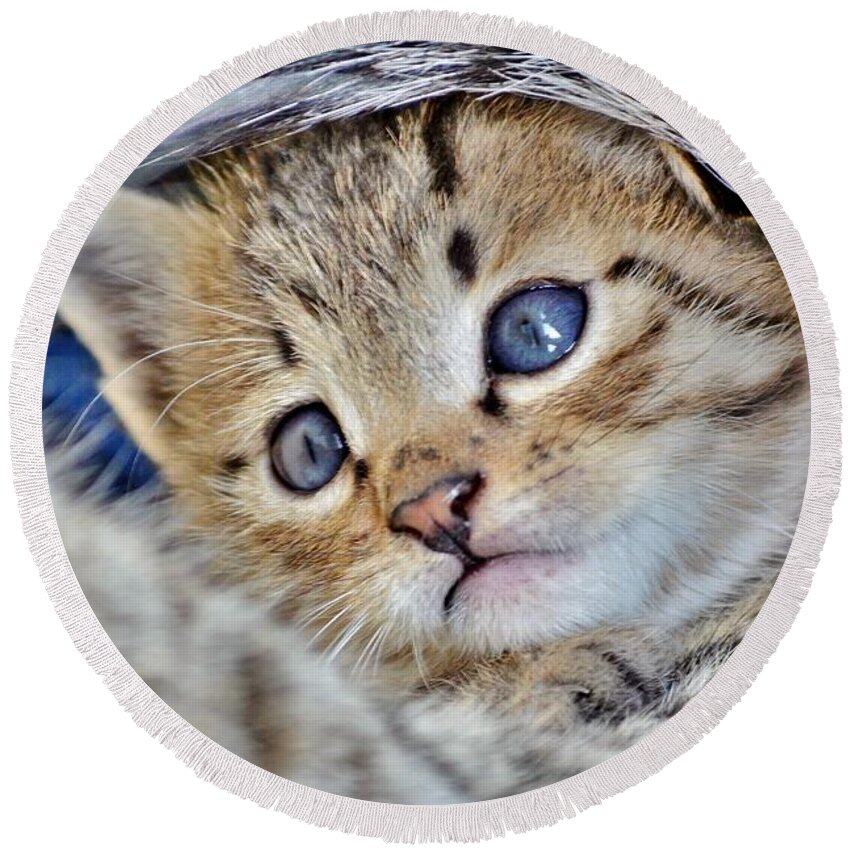 Cat Round Beach Towel featuring the photograph Wrapped in Mother's Love by Kim Bemis