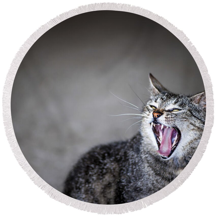 Cat Round Beach Towel featuring the photograph Yawning cat by Elena Elisseeva