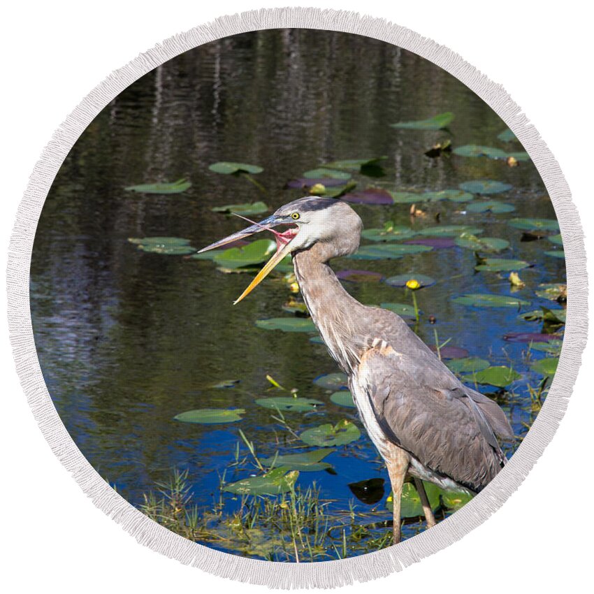 Everglades Round Beach Towel featuring the photograph Yawning Heron by Agnes Caruso