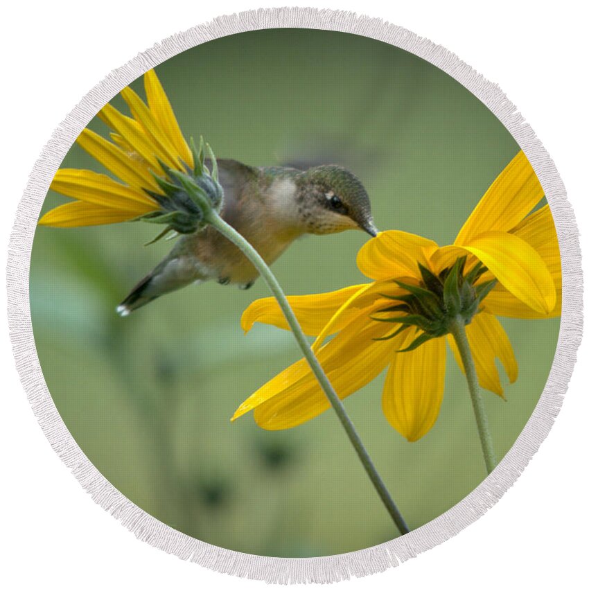Ruby-throated Hummingbird Round Beach Towel featuring the photograph Yellow and Green by Cheryl Baxter