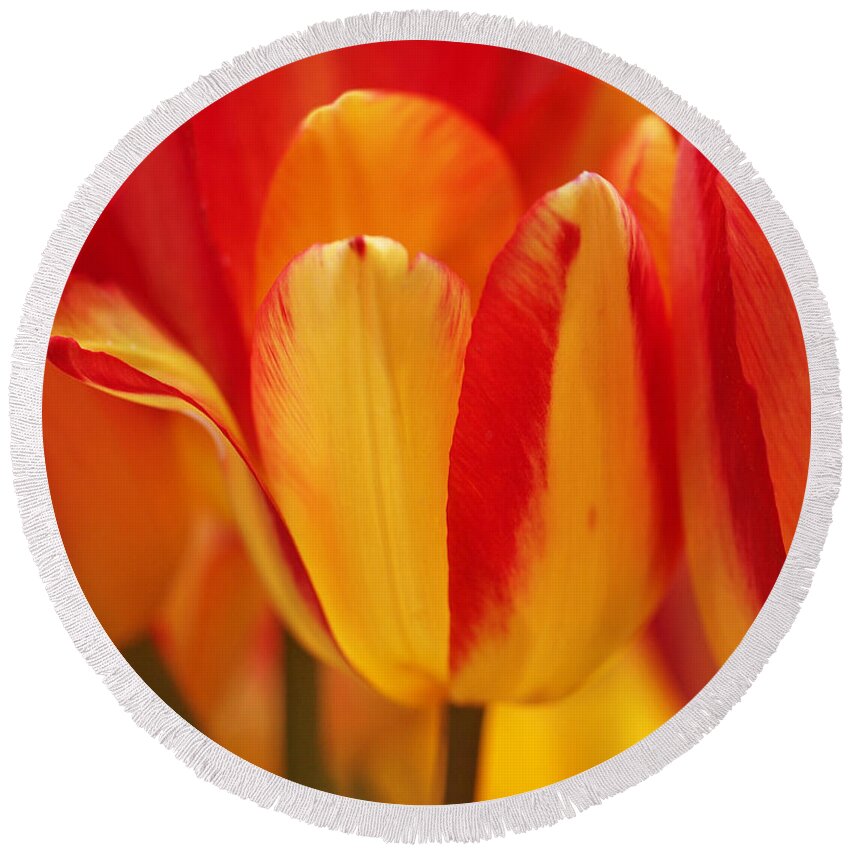 Tulips Round Beach Towel featuring the photograph Yellow and Red Striped Tulips by Rona Black