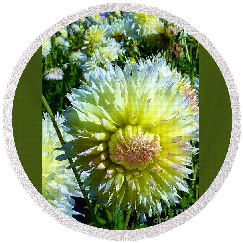 Yellow& White Dahlia Flowers Round Beach Towel featuring the photograph Yellow and White Dahlia Flowers by Susan Garren