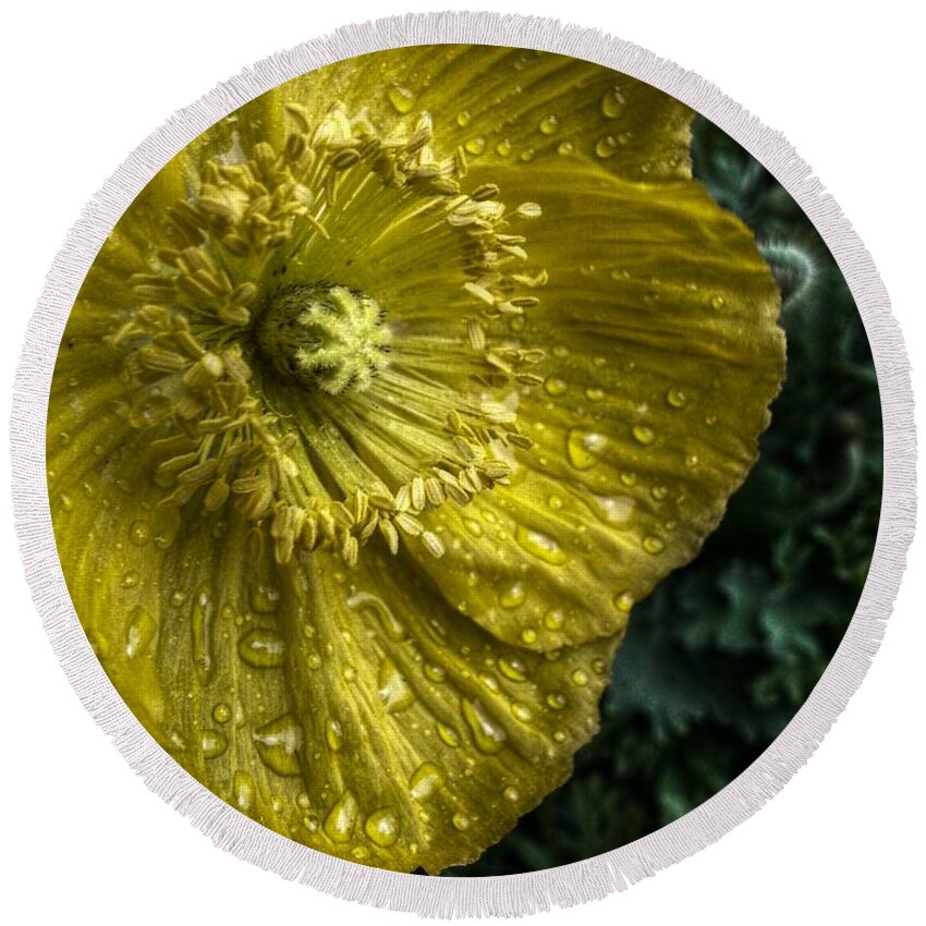  Yellow Flowers Round Beach Towel featuring the digital art Yellow Beauty by Linda Unger