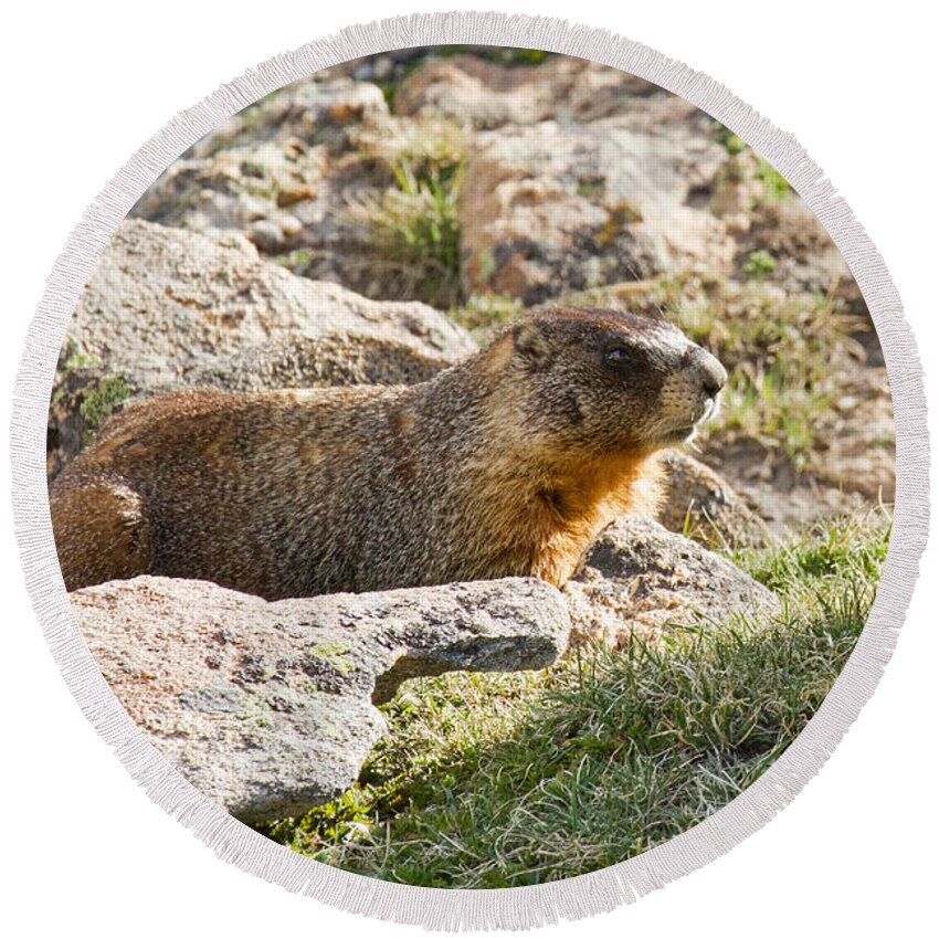Colorado Round Beach Towel featuring the photograph Yellow Bellied Marmot in Rocky Mountain National Park by Fred Stearns