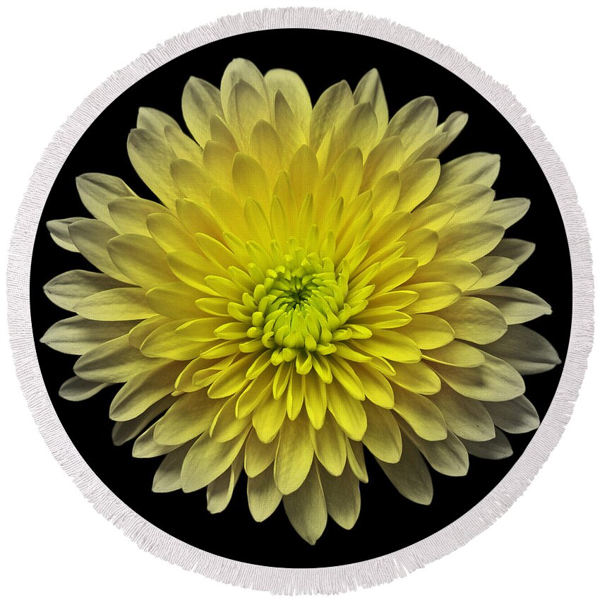 Flowers Round Beach Towel featuring the photograph Yellow Chrysanthemum III Still Life Flower Art Poster by Lily Malor