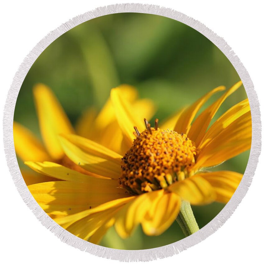 Blossom Round Beach Towel featuring the photograph Yellow Flower by Amanda Mohler