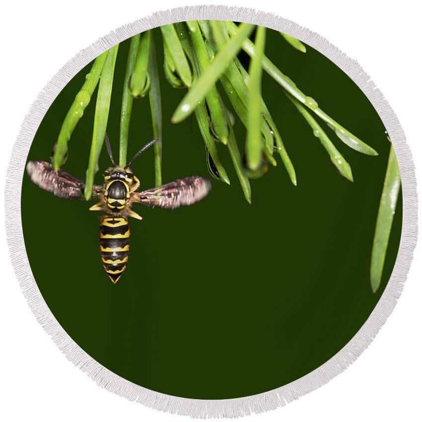 Yellow Jacket At Pine Needles With Raindrops Round Beach Towel featuring the photograph Yellow Jacket At Pine Needles With Raindrops by Daniel Reed