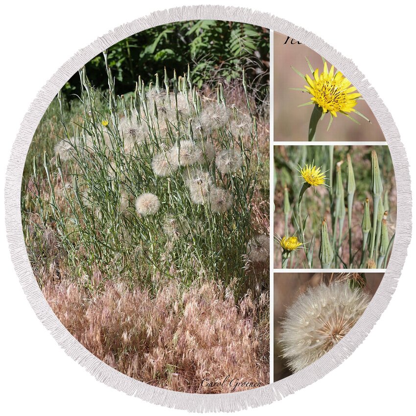 Wildflower Round Beach Towel featuring the photograph Yellow Salsify Collage by Carol Groenen