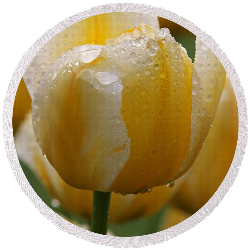Tulip Round Beach Towel featuring the photograph Yellow Tulips by Juergen Roth