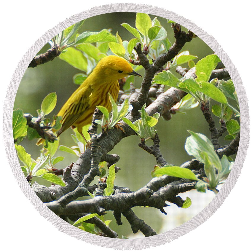 Wildlife Round Beach Towel featuring the photograph Yellow Warbler in Pear Tree by William Selander