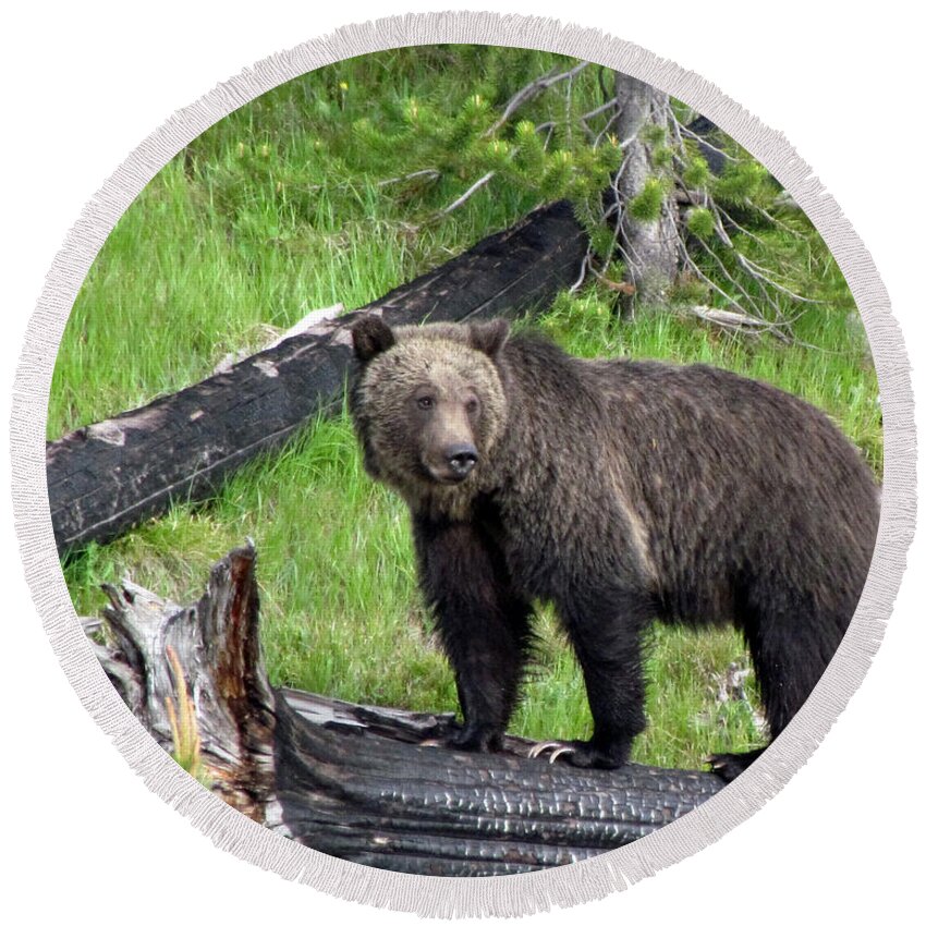 Bear Round Beach Towel featuring the photograph Yellowstone Grizzlies 2 by George Jones