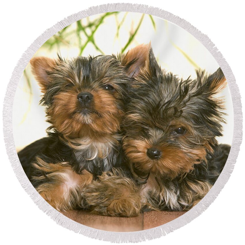 Dog Round Beach Towel featuring the photograph Yorkshire Terrier Puppy Dogs by Jean-Michel Labat