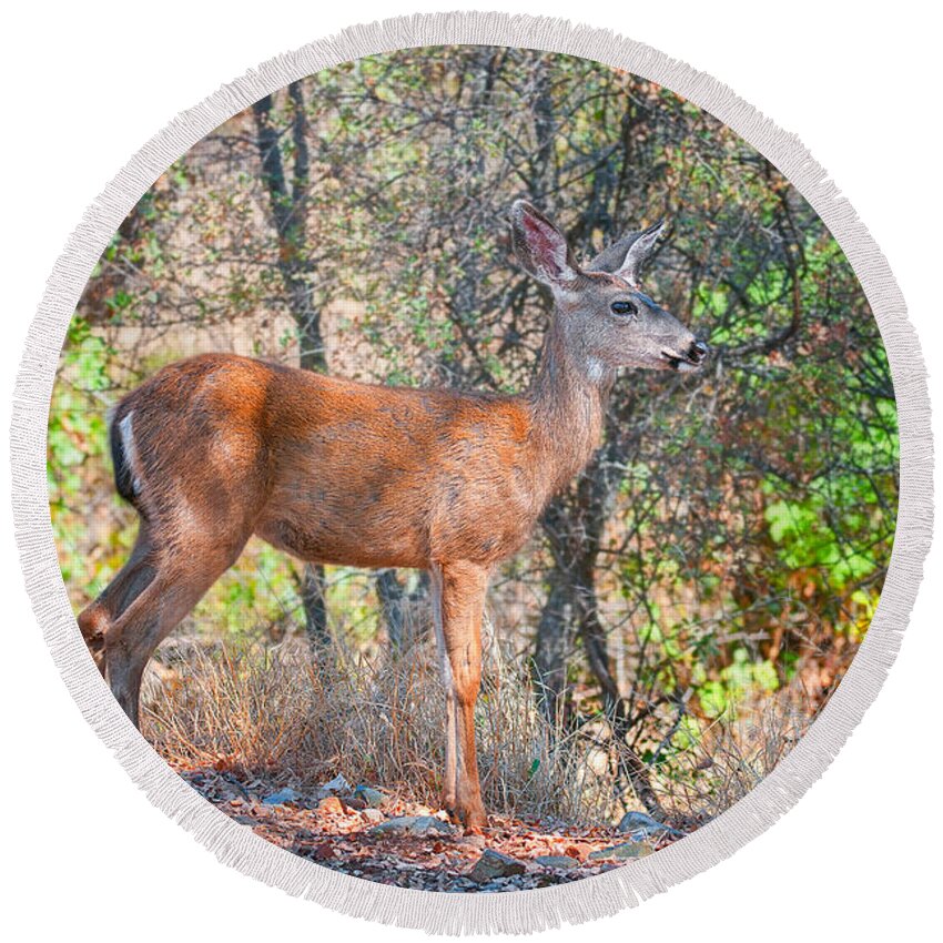 Fine Art Round Beach Towel featuring the photograph Young Doe by Jim Thompson